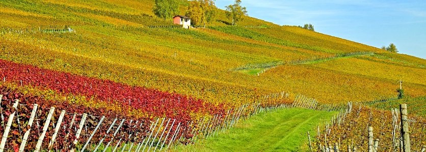 O vinho colonial agora é legalizado; entenda como os produtores se adaptaram