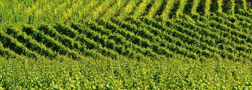 Setor vinícola retoma vendas e encerra 2017 com alta de 5,6%